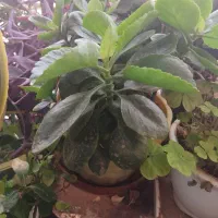 تموم گلها حراج واقعی