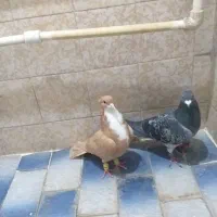 کفتر|پرنده|تربت‌حیدریه, ۴۵ متری|دیوار