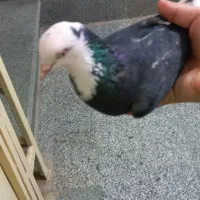 کفتر ساعتی|پرنده|پیشوا, |دیوار