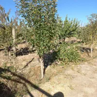 باغ نعمت الله