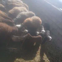 میشه داشتی زایده و آبستن سنگین