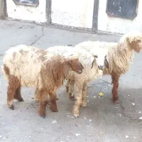 بره|حیوانات مزرعه|اهواز, زوویه ۲|دیوار