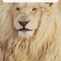 موبایل نوت14
