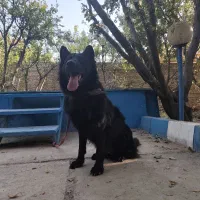 ژرمن بلک نر|سگ|ماهدشت, |دیوار