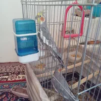عروس هلندی باقفس