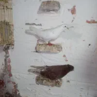 کبوتر|پرنده|گرگان, |دیوار