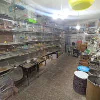 خرید فروش پرندگان زینتی و فروش انواع دان ها|پرنده|تبریز, |دیوار