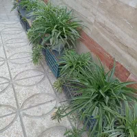 گل طبیعی باگلدان|گل و گیاه طبیعی|کرج, شهرک دریا|دیوار