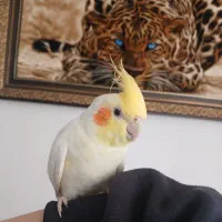 عروس هلندی سخنگو نر