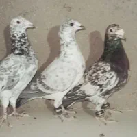 چهار عدد کفتر درجه یک