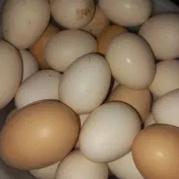 تخم مرغ محلی..خاگ خومونی