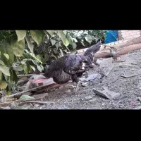 بوقلمون ماده