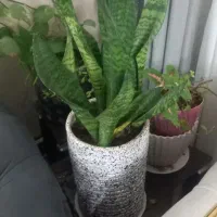 گل سرحال وسالم|گل و گیاه طبیعی|ساوه, |دیوار