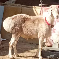 بز داشتی آبستن  قوچ ومیش|حیوانات مزرعه|اقلید, |دیوار