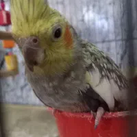 عروس مرغ عشق برزیلی|پرنده|قرچک, شهرک طلائیه|دیوار