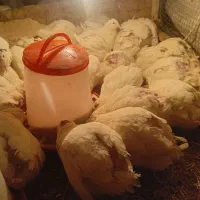 بلدرچین تخم گذار|حیوانات مزرعه|رودشت (اصفهان), |دیوار