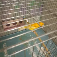 قناری نر سرخ تبریزی درقرچک|پرنده|قرچک, مهدیه|دیوار