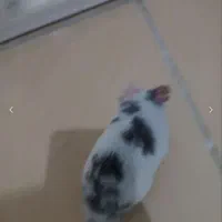 همستر|موش و خرگوش|محمدیه-قزوین, |دیوار