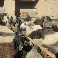 فروش 40راس میش|حیوانات مزرعه|داراب, |دیوار