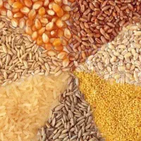 جو ذرت کاه یونجه خوراک سبوس گندم‌ ذرت علوفه‌بلغور