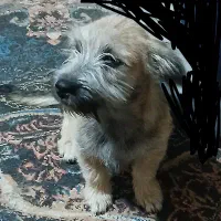 سگ پاکوتاه|سگ|بجنورد, |دیوار