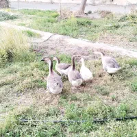 قو غاز|حیوانات مزرعه|زاهدان, |دیوار