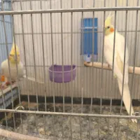 جفت عروس هلندی لوتینو|پرنده|صدرا-فارس, فاز ۱|دیوار