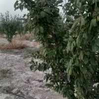 باغ وباغچه زمین باغی تکبرگ آب برق گازخیابان مهستان|فروش زمین و ملک کلنگی|تهران, امیریه|دیوار