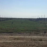 فروش زمین با مجوز مرغداری