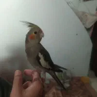 عروس هلندی|پرنده|قم, خاکفرج|دیوار