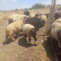 بره|حیوانات مزرعه|بربرود, |دیوار