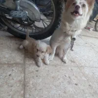 یک طوله سگ پامرروباهی سایز سفر خیلی بازیگوش|سگ|زابل, |دیوار