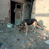 سگ شیانلو|سگ|قلعه نو, |دیوار