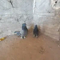 جفت سبز کلایی|پرنده|بم, |دیوار