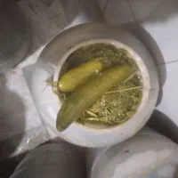 خیار شور ویژه درجه یک خوش طعم قیمت هر دبه فقط ۳۸۰