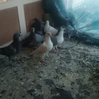 کفتر