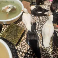 اردک کال|حیوانات مزرعه|رشت, فرزانه|دیوار