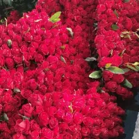 فلور و غیره|گل و گیاه طبیعی|بوئین زهرا, |دیوار