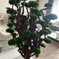 درخت جاودان|گل و گیاه طبیعی|رشت, رودبارتان|دیوار