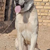 توله نر 9 ماهه|سگ|خلیل آباد, |دیوار