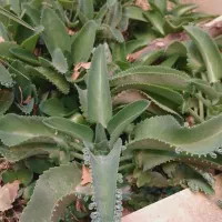گل اشک|گل و گیاه طبیعی|قم, سراجه (۱۵ خرداد)|دیوار