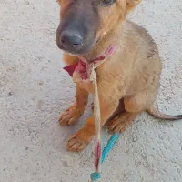 واگذاری رایگان توله