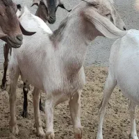 فروش دوتا کهره نر لامرد|حیوانات مزرعه|لامرد, |دیوار
