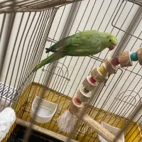 طوطی ملنگو|پرنده|کرج, شهرک صدف|دیوار