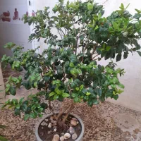 گل و گلدان|گل و گیاه طبیعی|طسوج, |دیوار