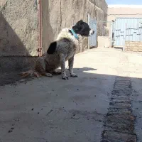 سگ‌گله