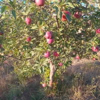 نیازمند به هرسکار ماهر