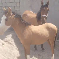 اسب مادیون|حیوانات مزرعه|اندیمشک, |دیوار