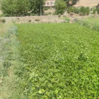 کاه ماشک