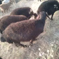 بره ماده